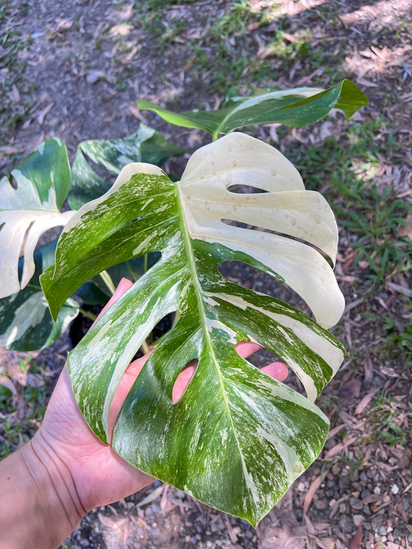 Monstera Borsigiana Albo C