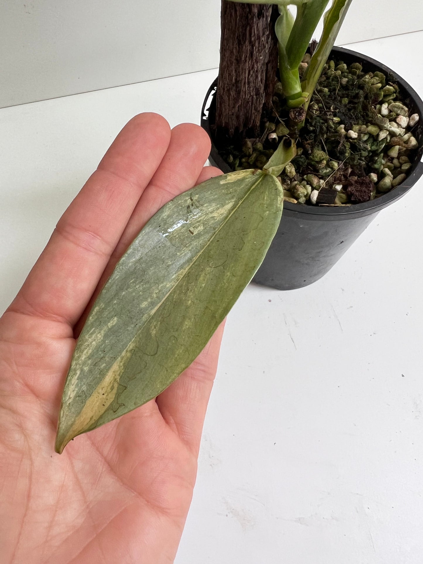 Philodendron Silver sword, variegated