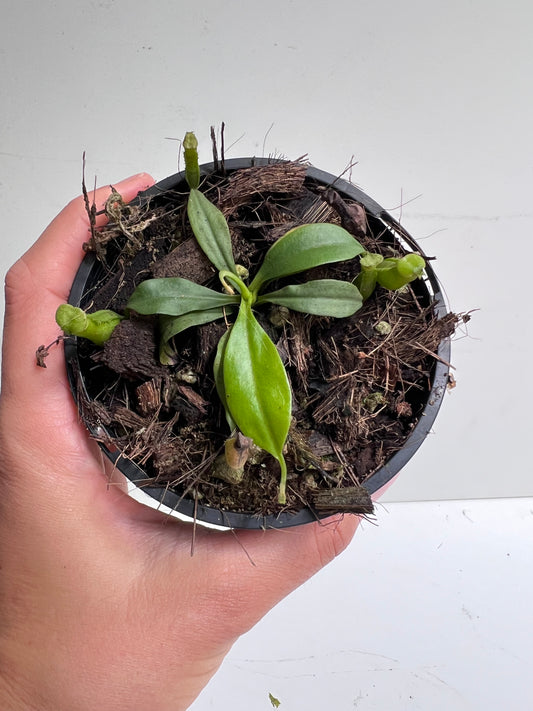 Nepenthes Bicalcarata