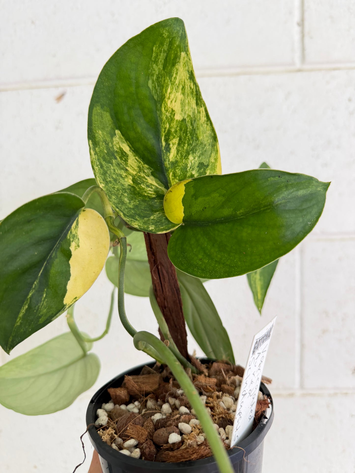 Scindapsus Jade Aurea