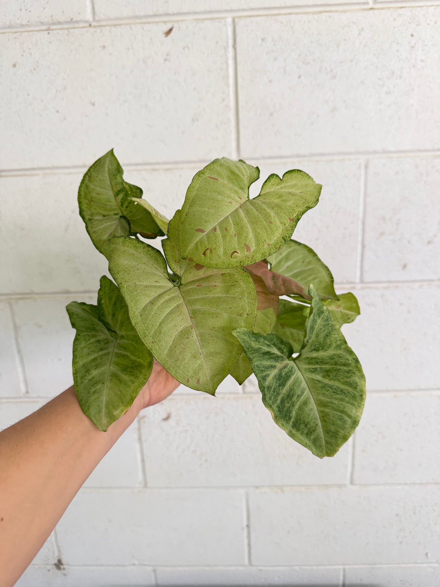 Syngonium Confetti Tricolour