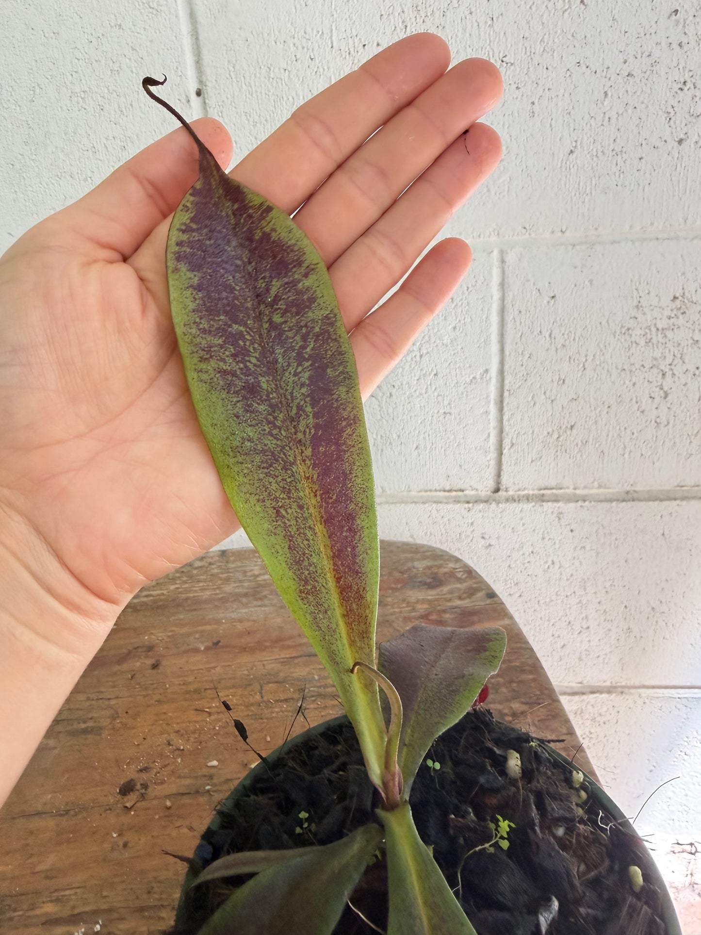 Nepenthes Ampullaria x Viking