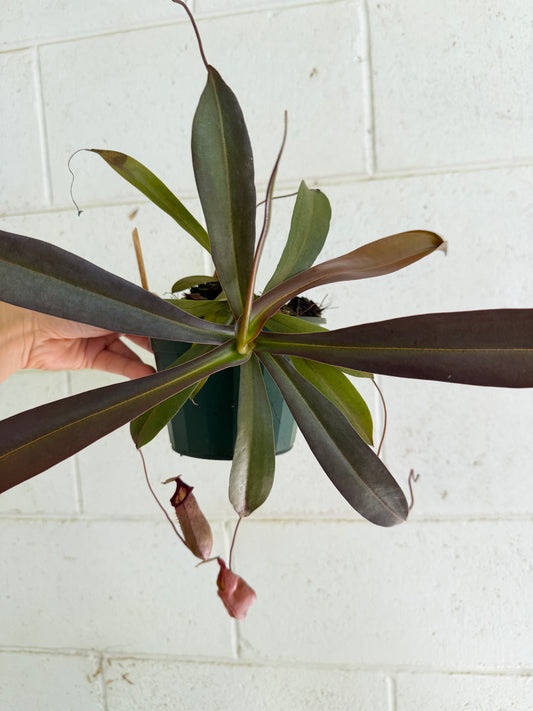 Nepenthes Ventricosa x Ovata