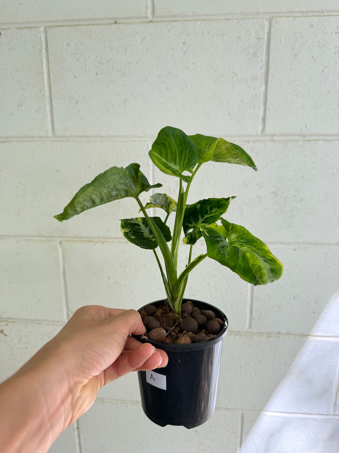 Syngonium Scrambled Eggs