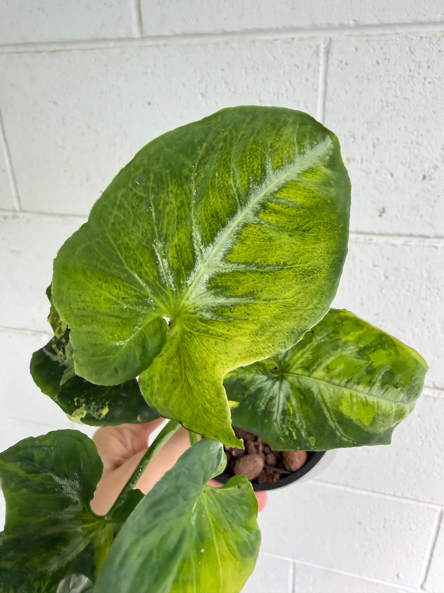 Syngonium Scrambled Eggs