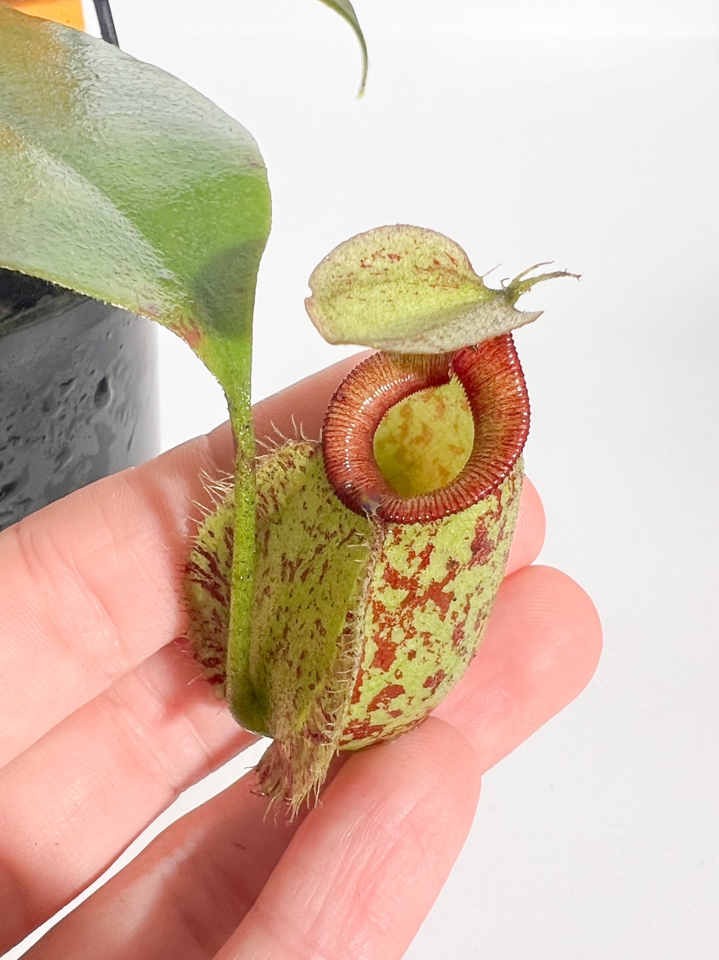 Nepenthes 'Rafflesiana x Ampullaria ' (Pitcher Plant 'Rafflesiana x Ampullaria’), 100mm
