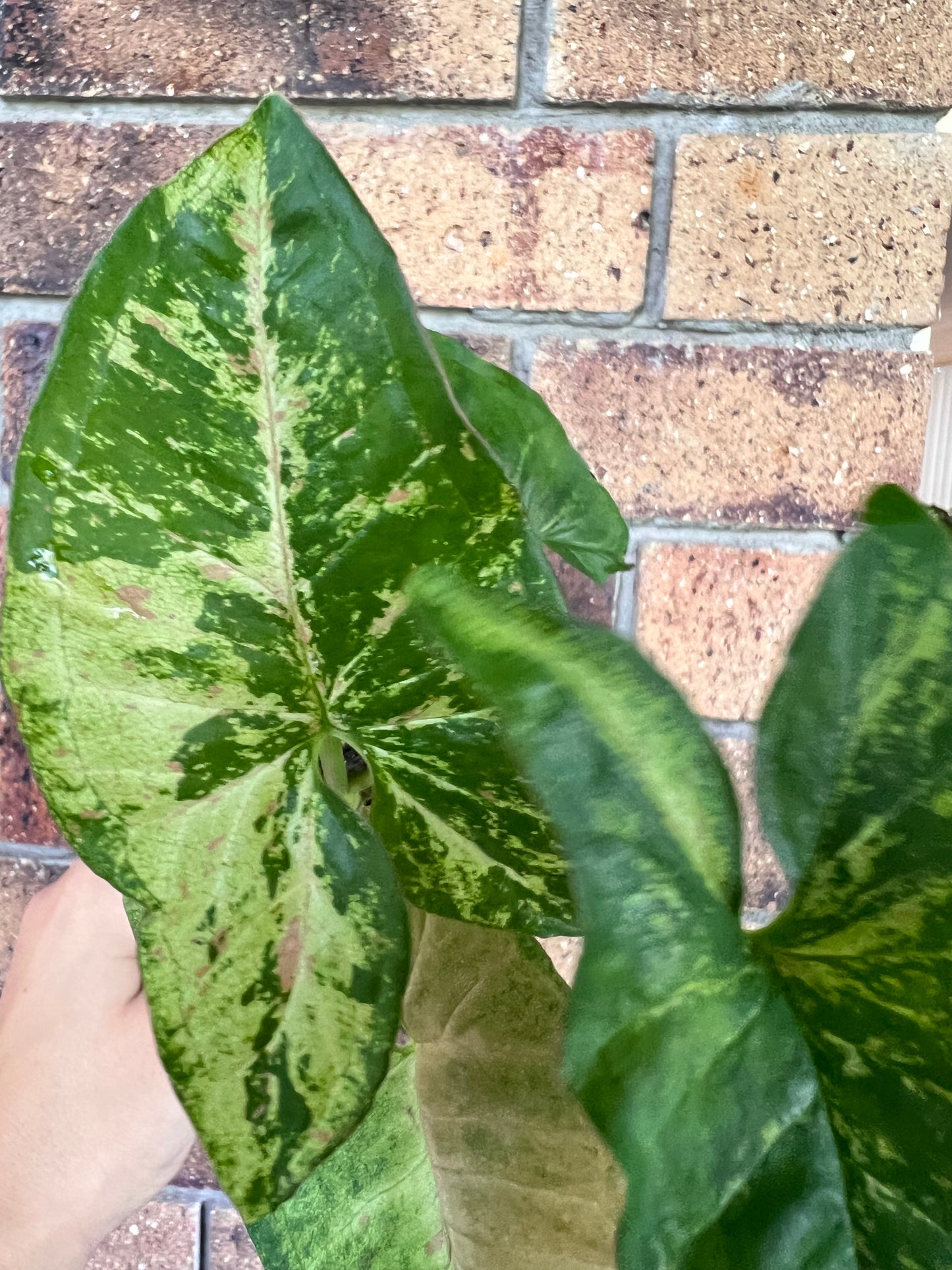 Syngonium Confetti Tricolor