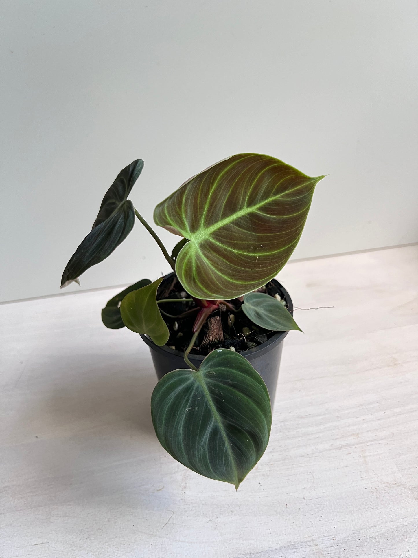 Philodendron Rubrijuvenile 'El Choco Red'