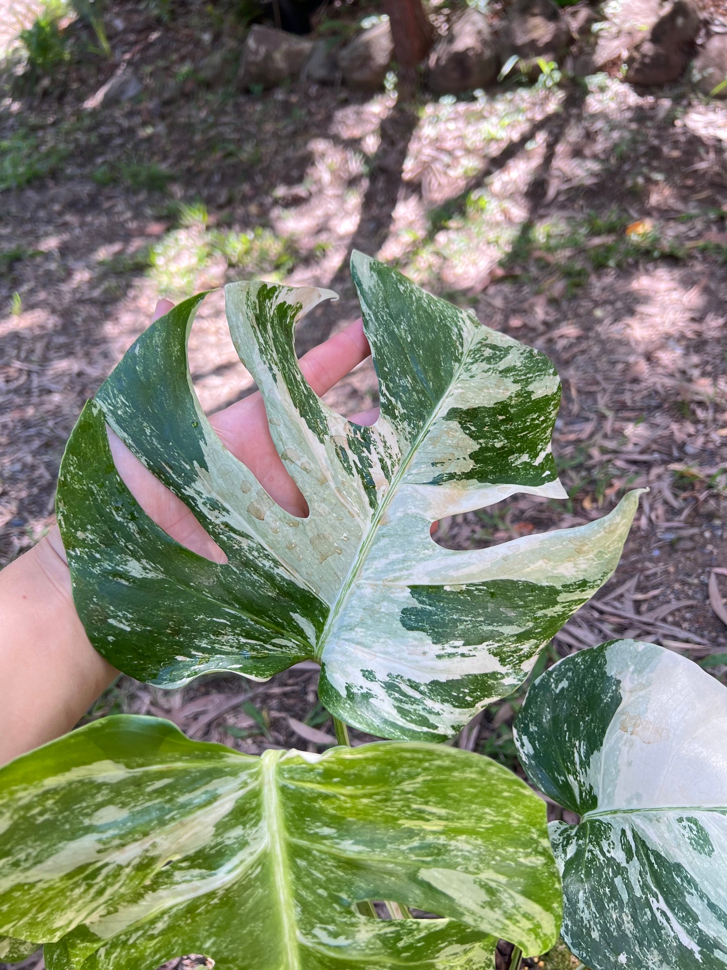 Monstera Borsigiana Albo P