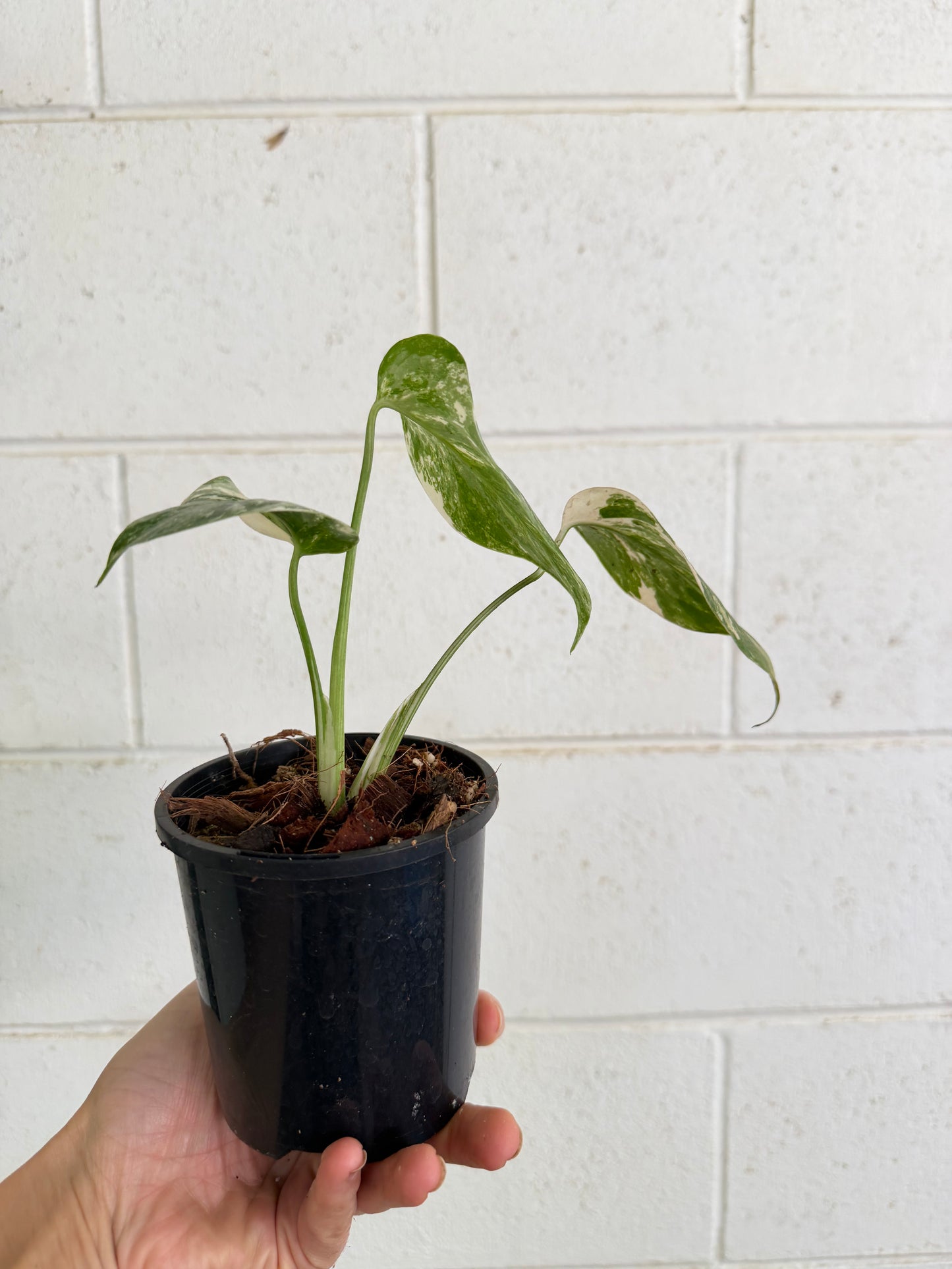 Monstera Borsigiana Variegated