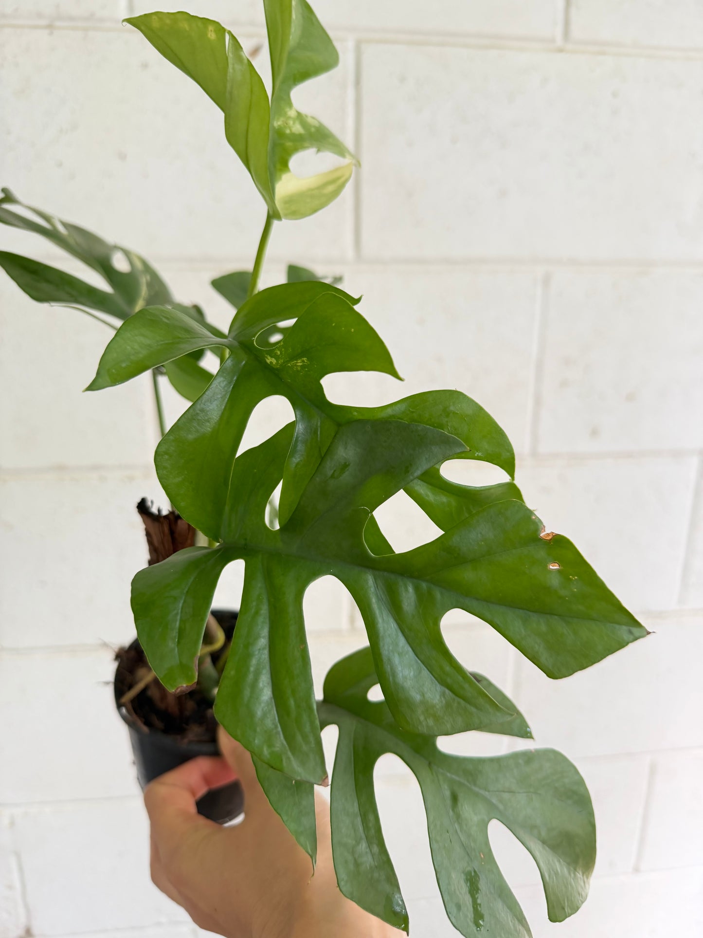 Rhaphidophora Tetrasperma