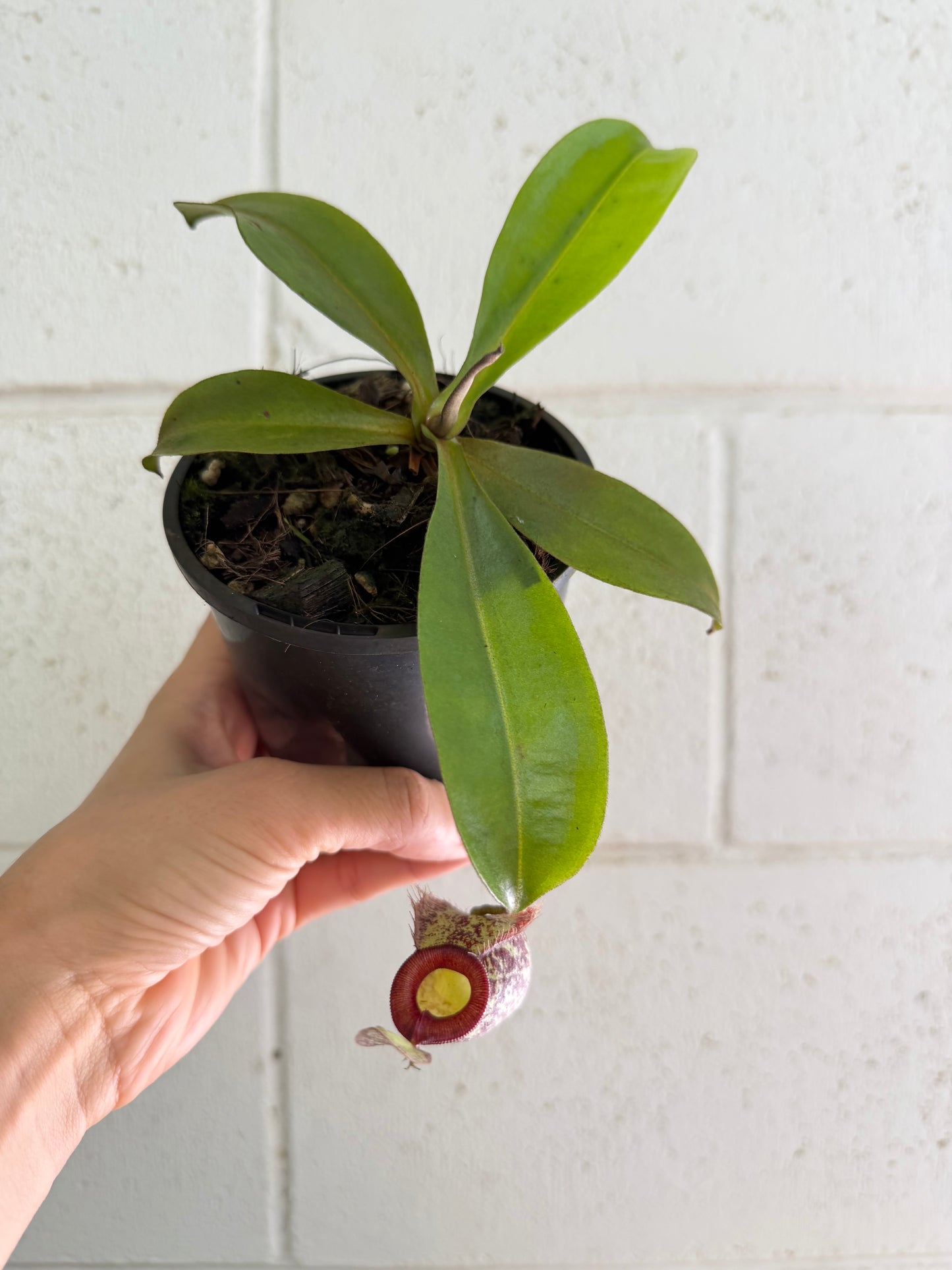Nepenthes 'hookeriana' (Pitcher Plant 'hookeriana'), 100mm