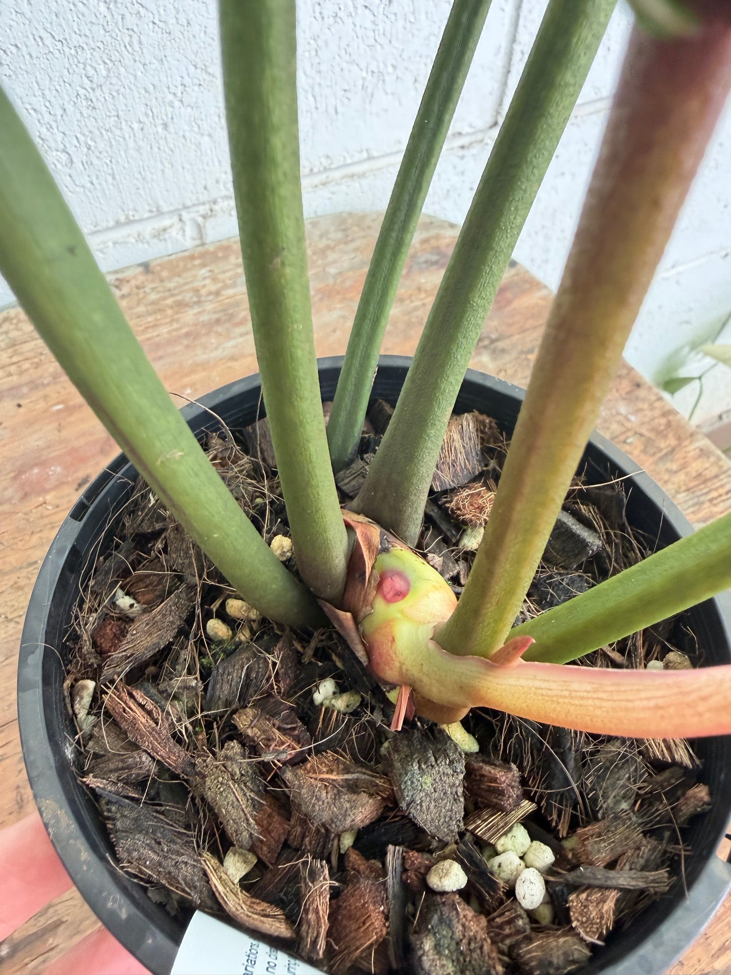 Philodendron Callosum