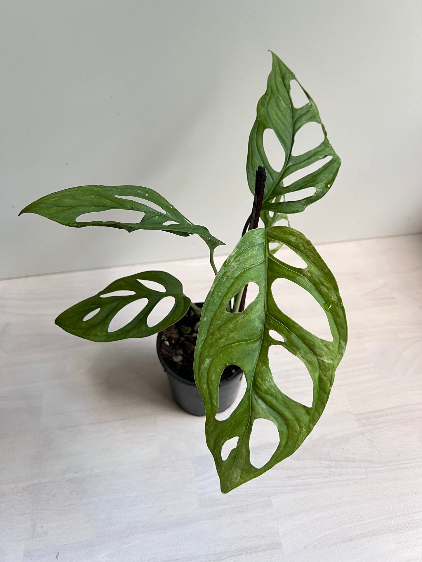 Monstera Adansonii Mint variegated (Indonesian form)