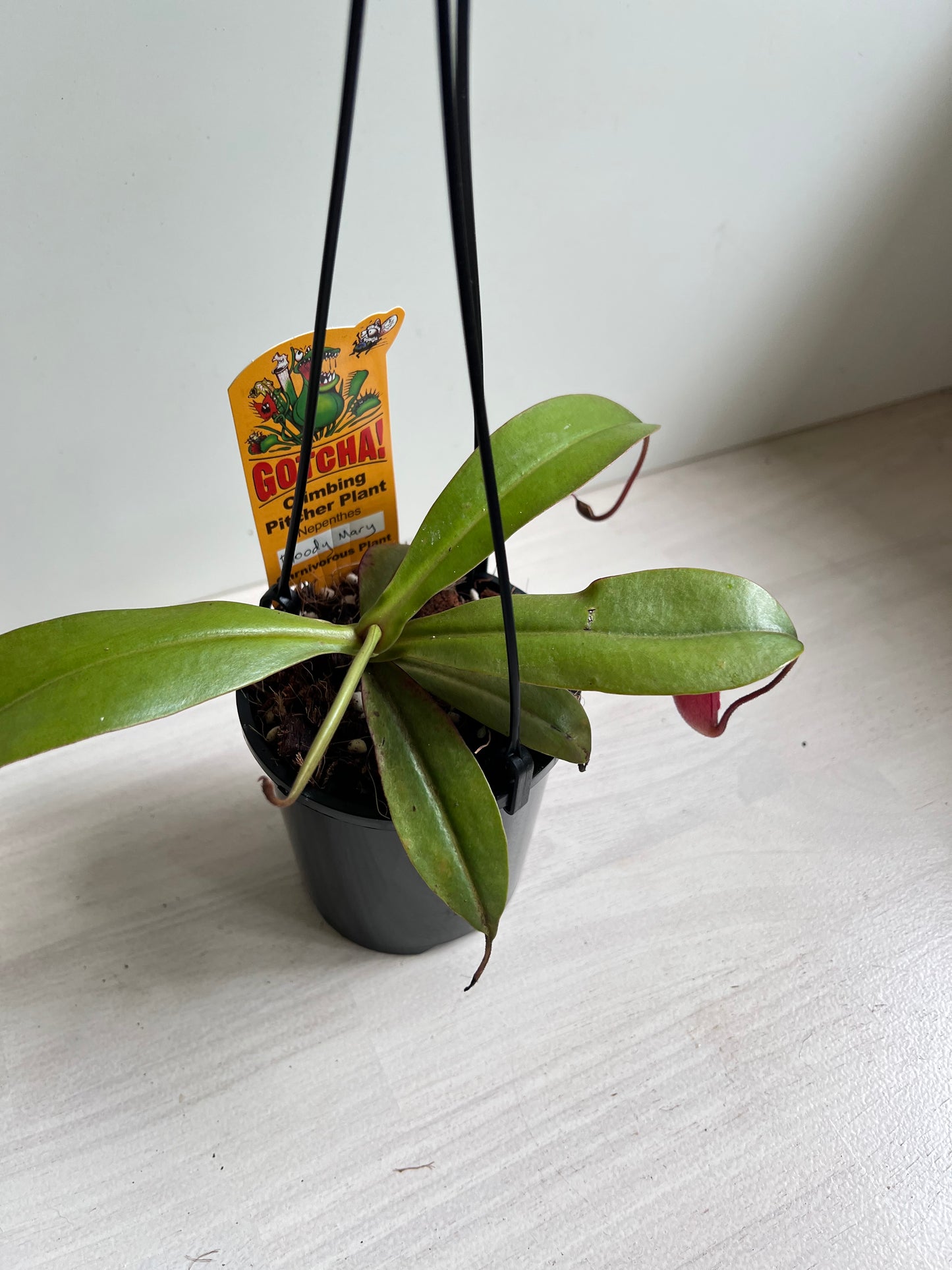 Nepenthes Bloody Mary 100mm