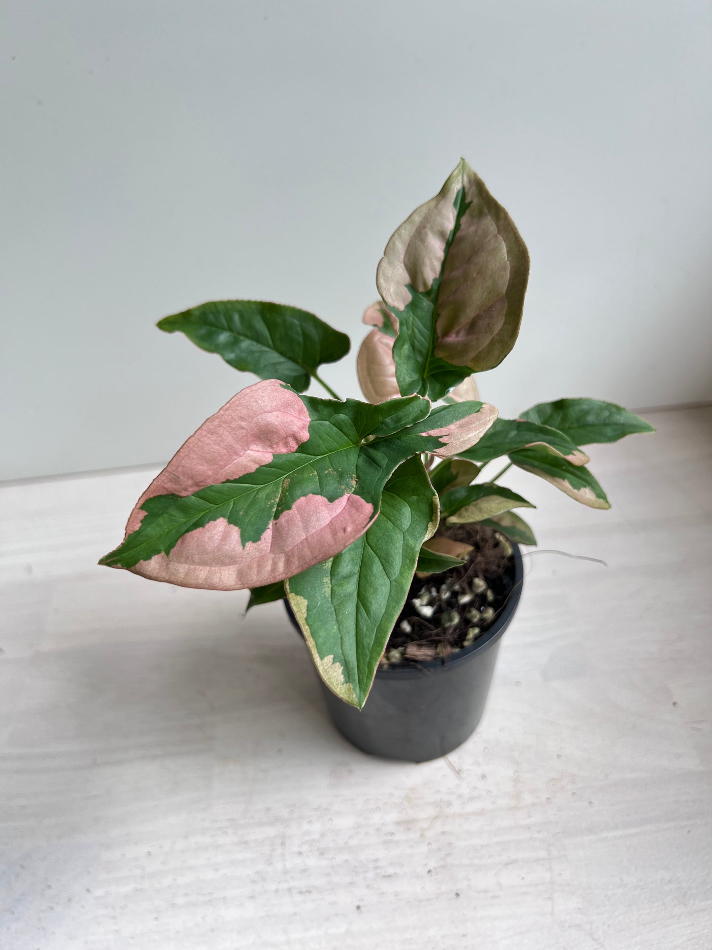 Syngonium Pink Beauty