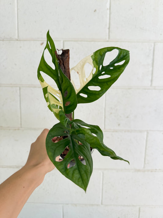 Monstera Adansonii variegated  - Indoor Plants & Rare Houseplant gifts Australia