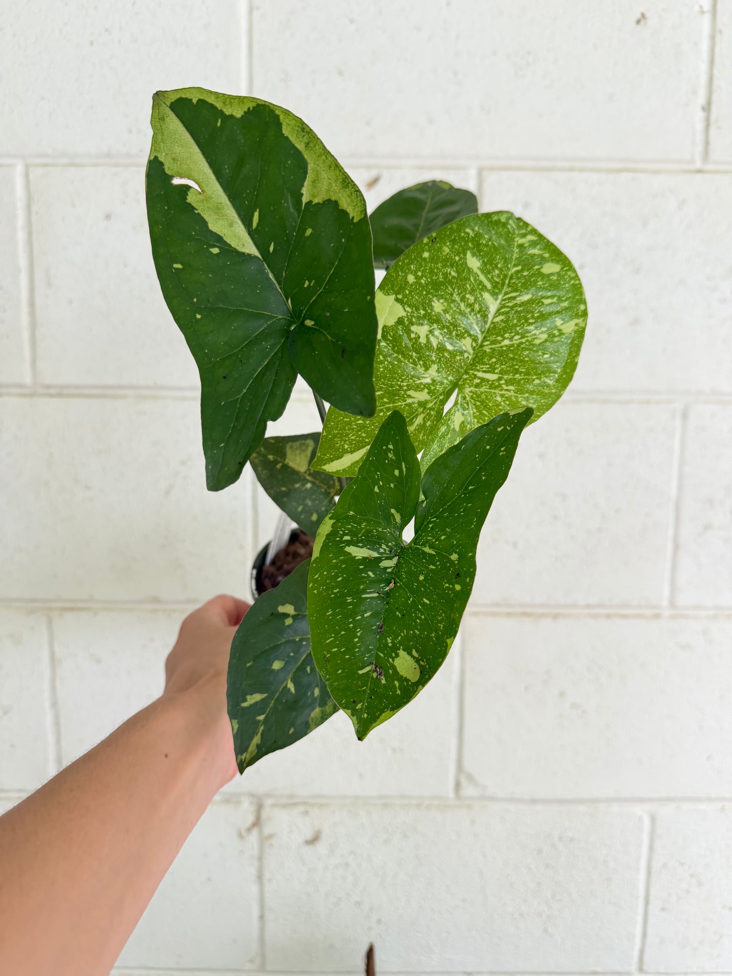 Syngonium Panda