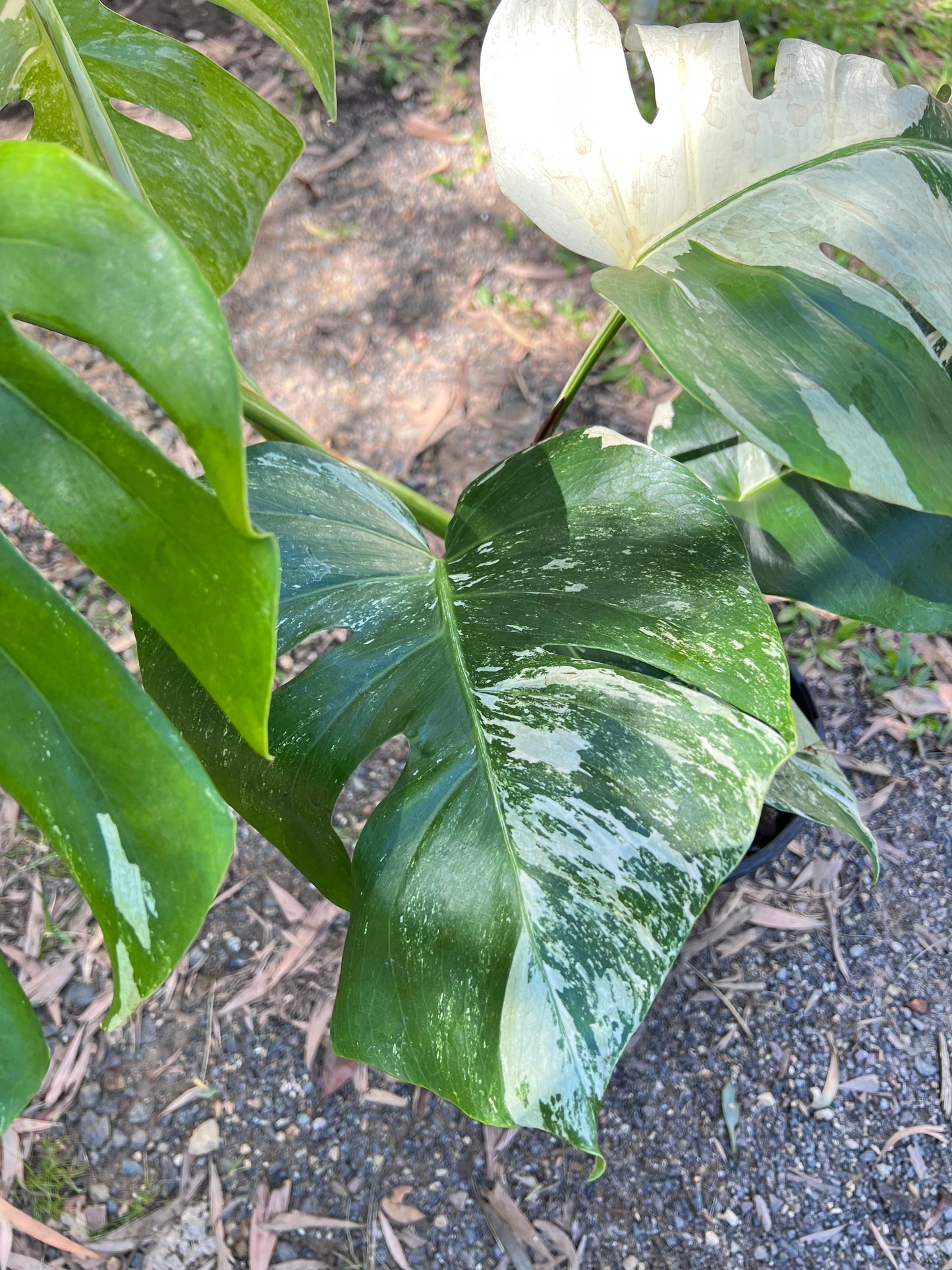 Monstera Borsigiana Albo C