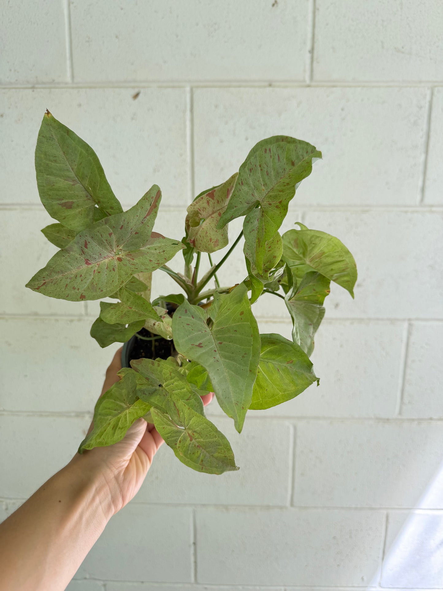 Syngonium Confetti