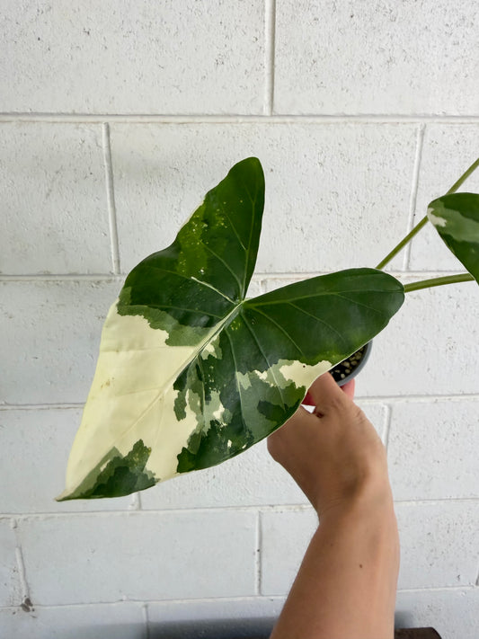 Alocasia macrorrhizos 'Variegata' Giant Elephant Ear