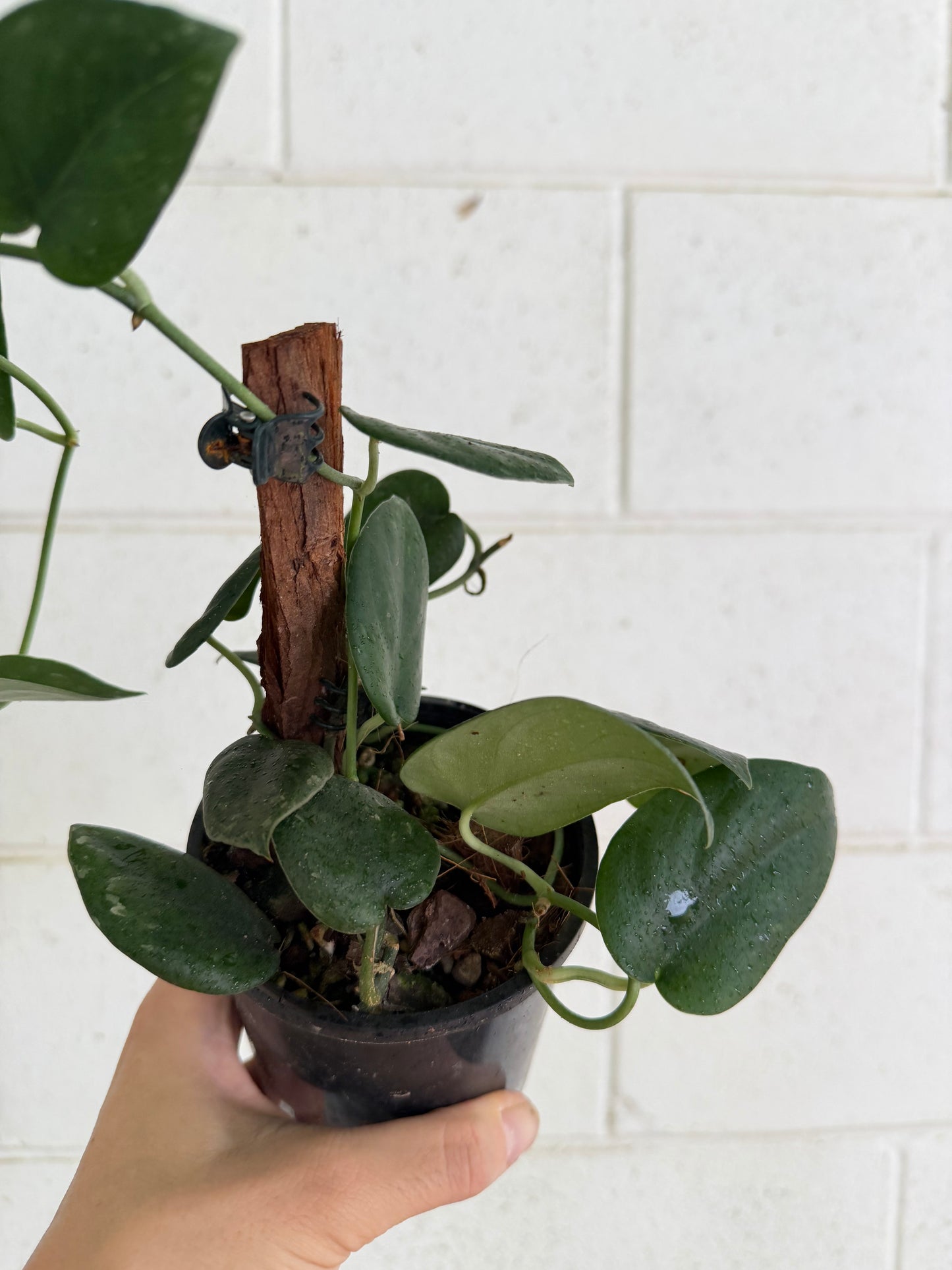 Scindapsus Black Mamba