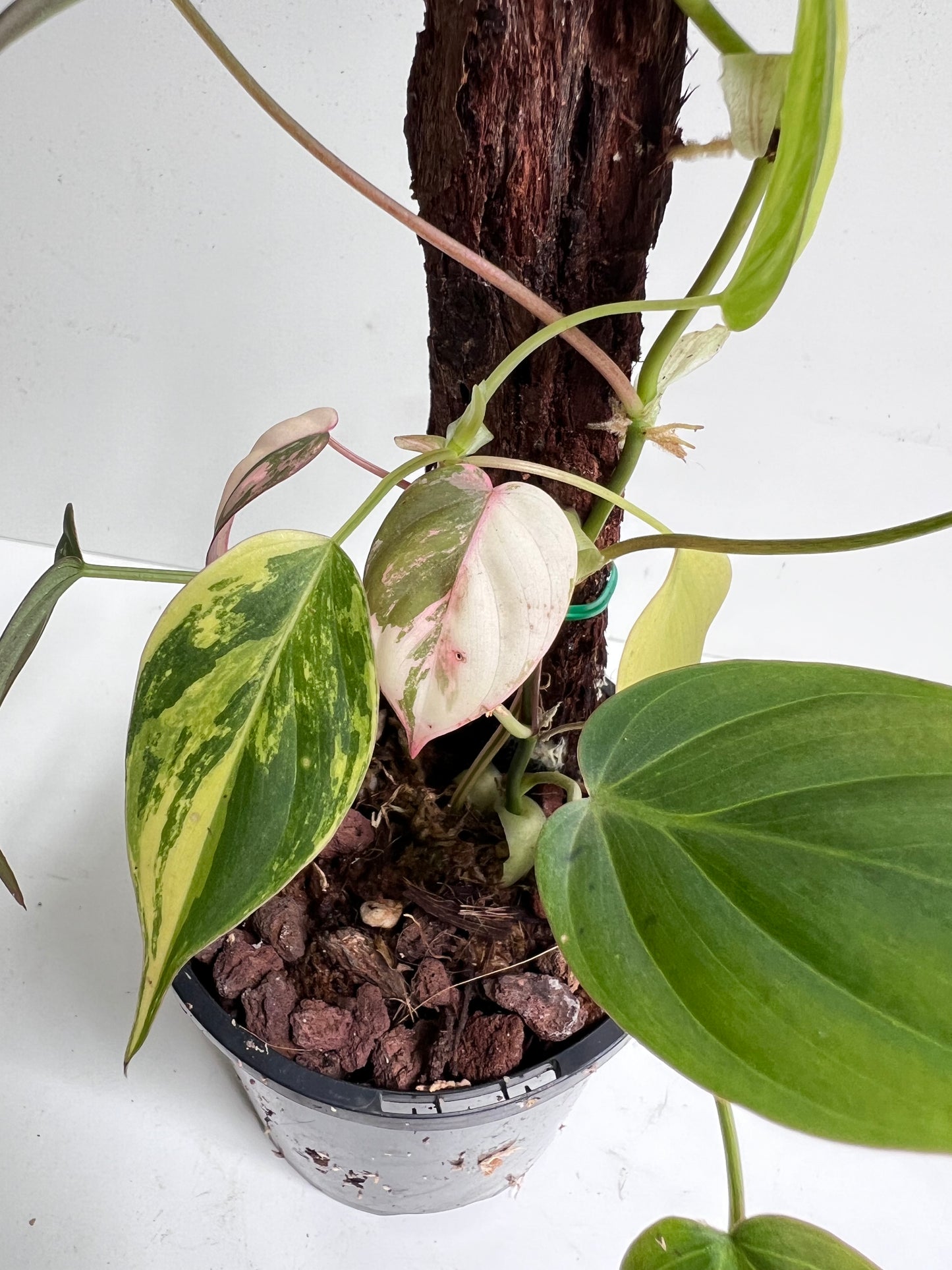 Philodendron Micans, variegated