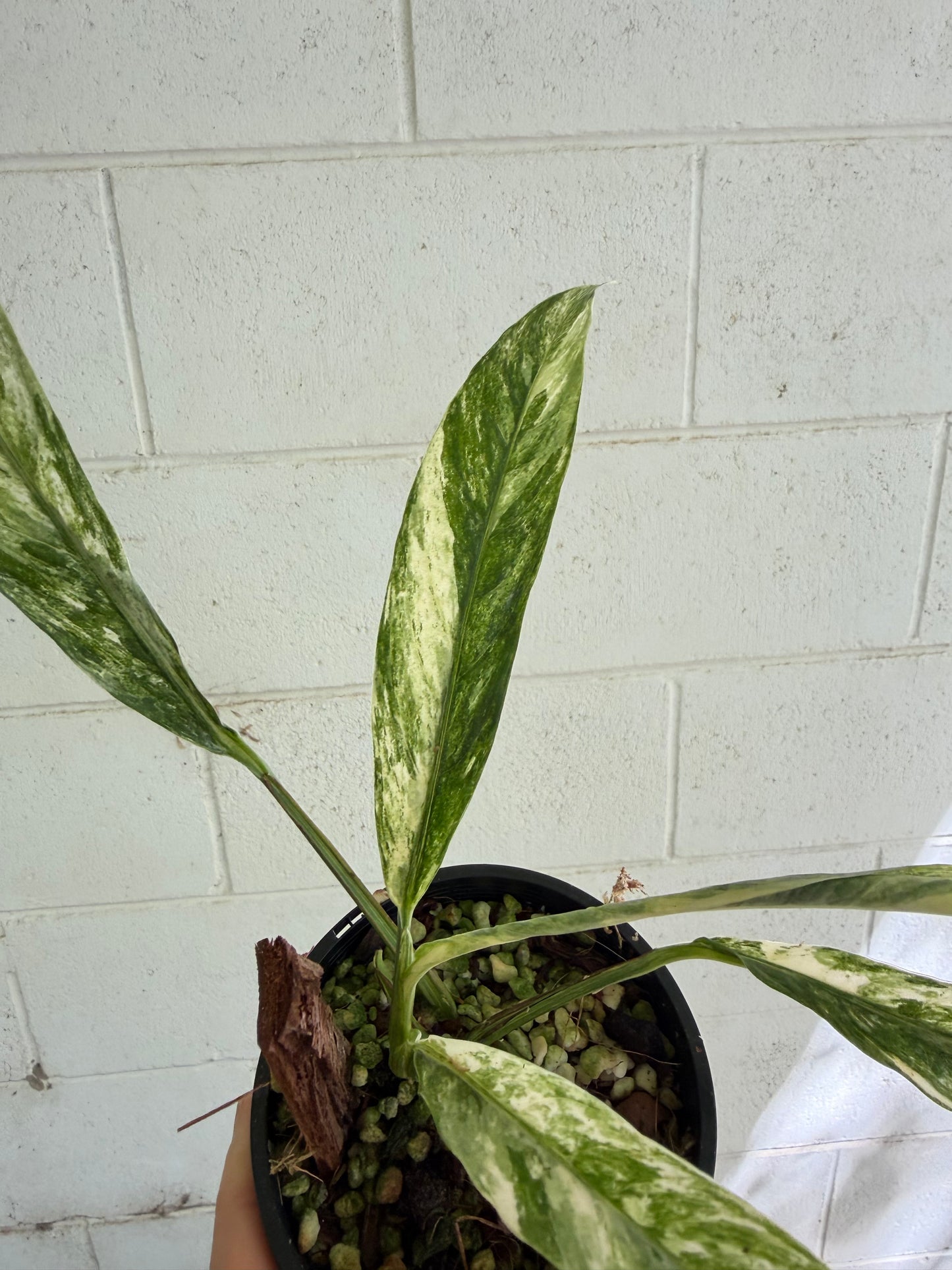 Rhaphidophora Megasperma