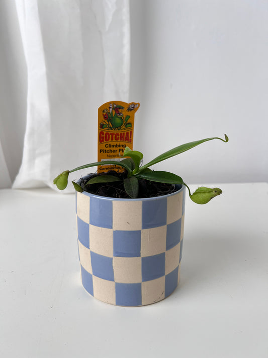 Nepenthes madagascariensis
