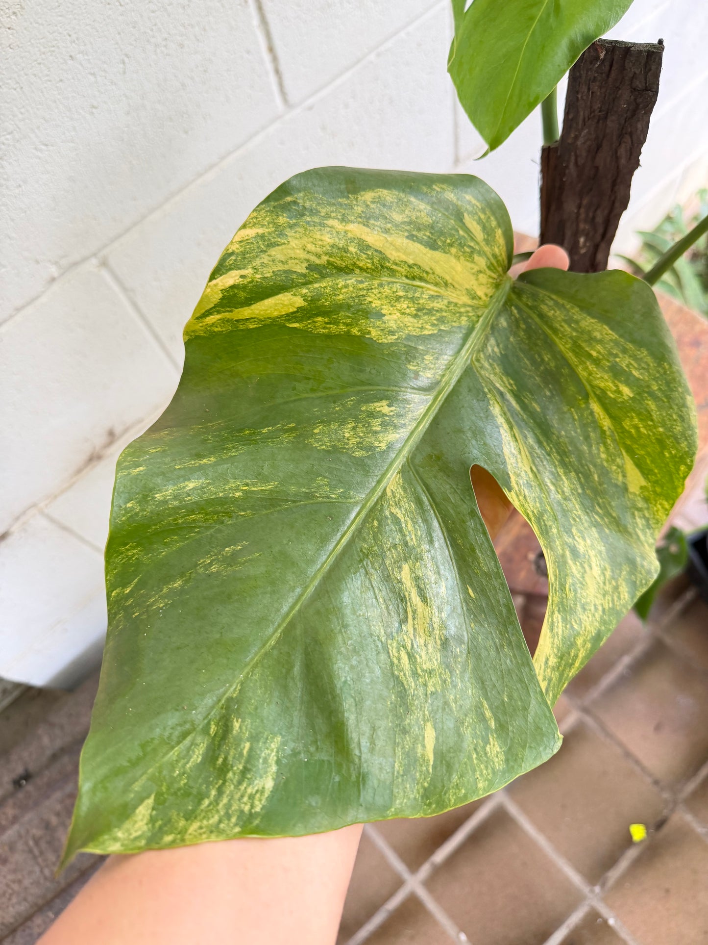 Monstera Borsigiana Aurea Variegated