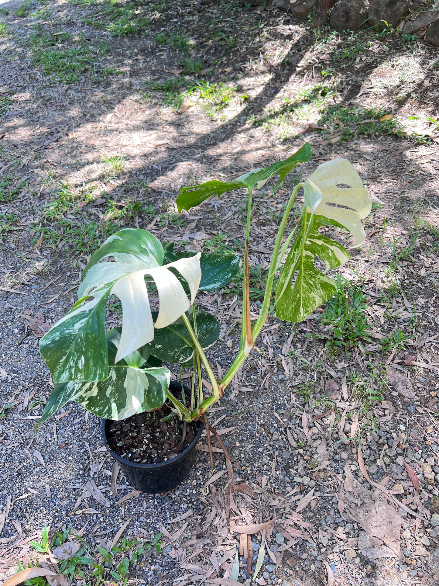 Monstera Borsigiana Albo C