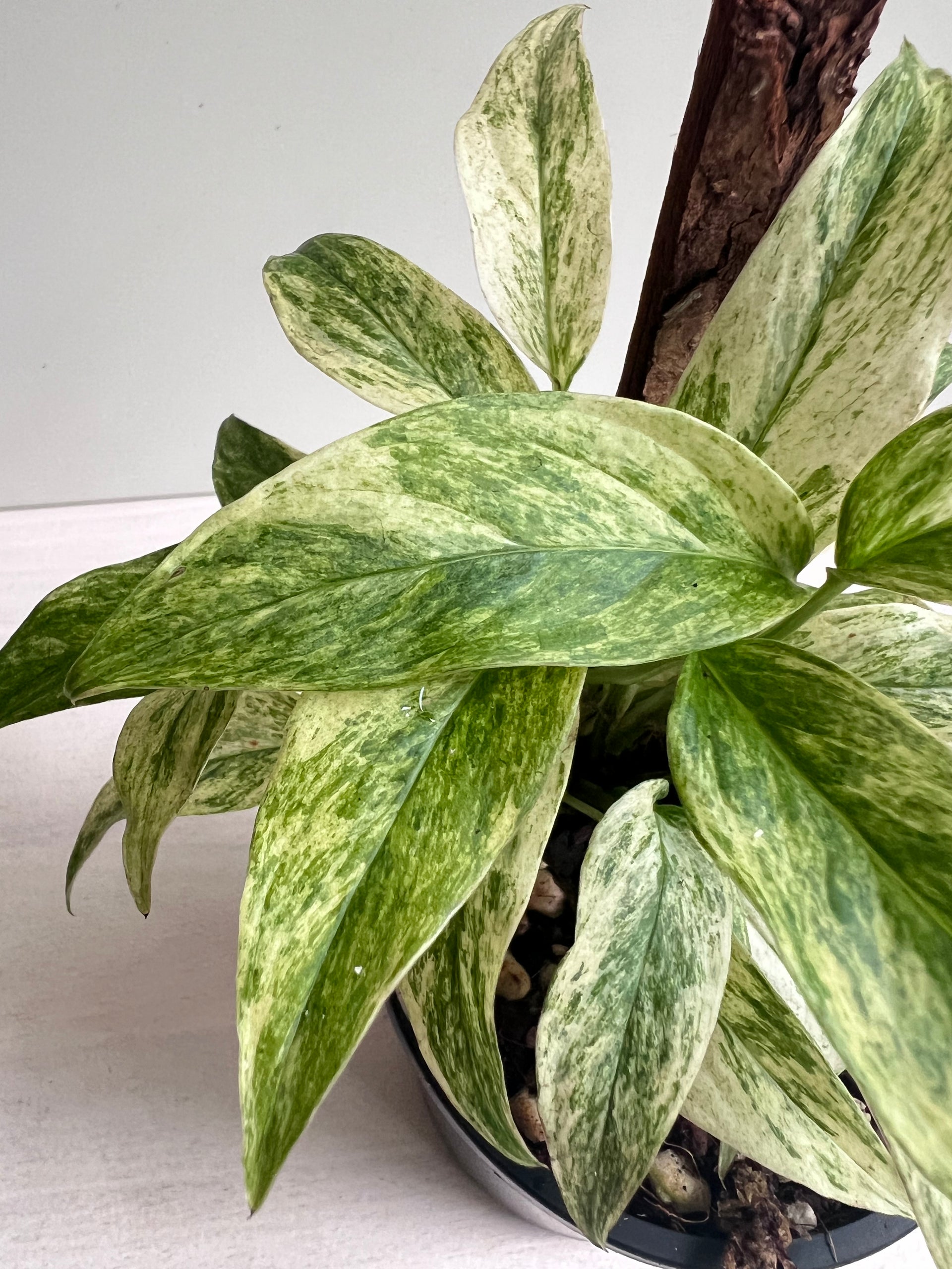 monstera laniata mint variegated Monstera Adansonii Var Laniata Variegata Mint – Gotcha Plants