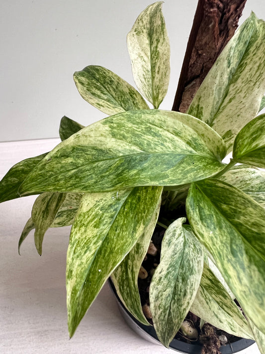 Monstera Adansonii Var Laniata Variegata Mint