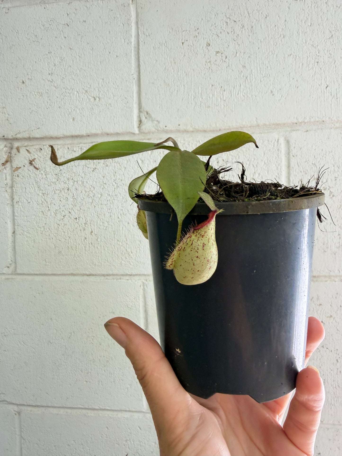Nepenthes 'hookeriana' (Pitcher Plant 'hookeriana'), 100mm