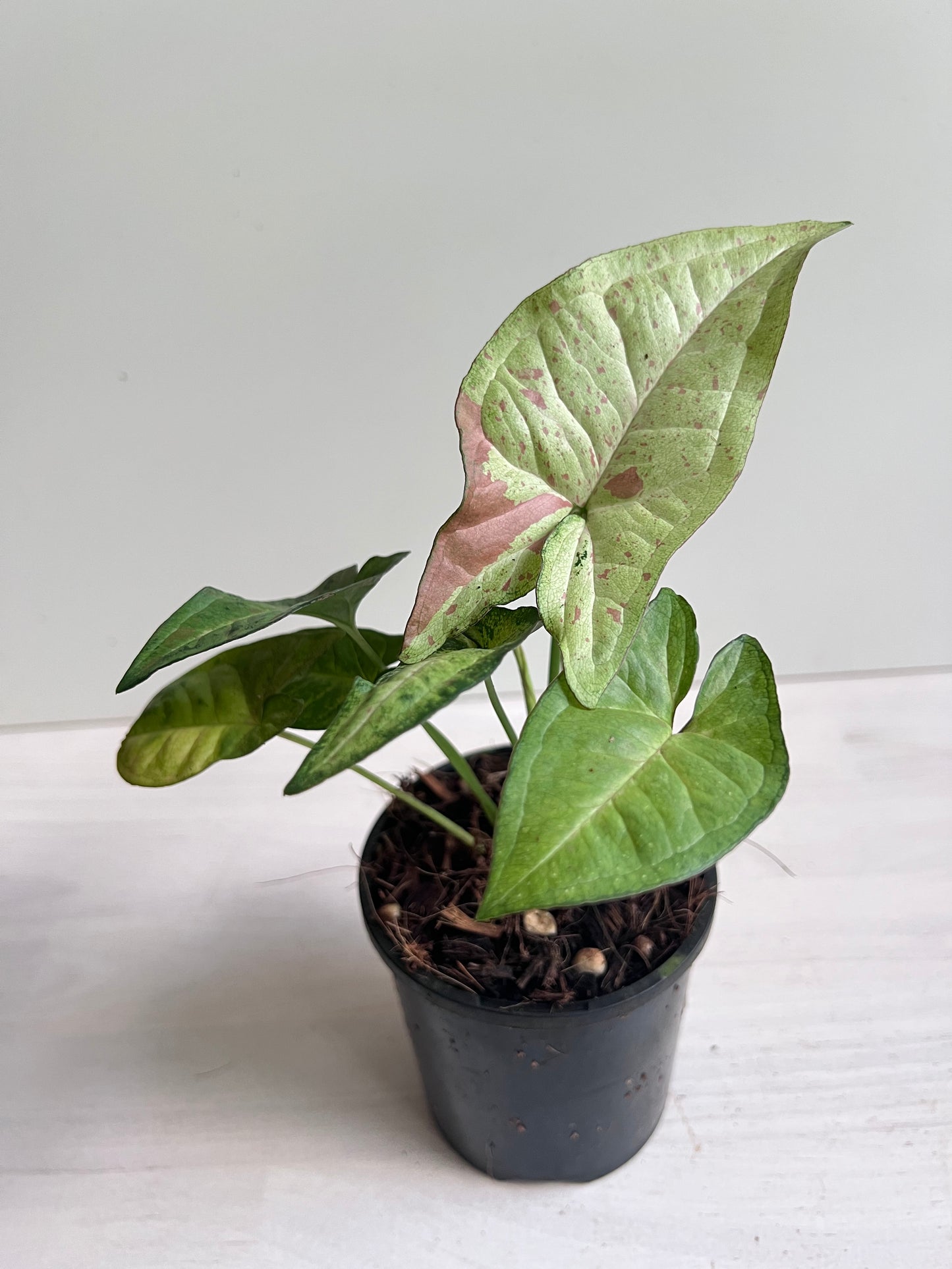 Syngonium Confetti Tricolour