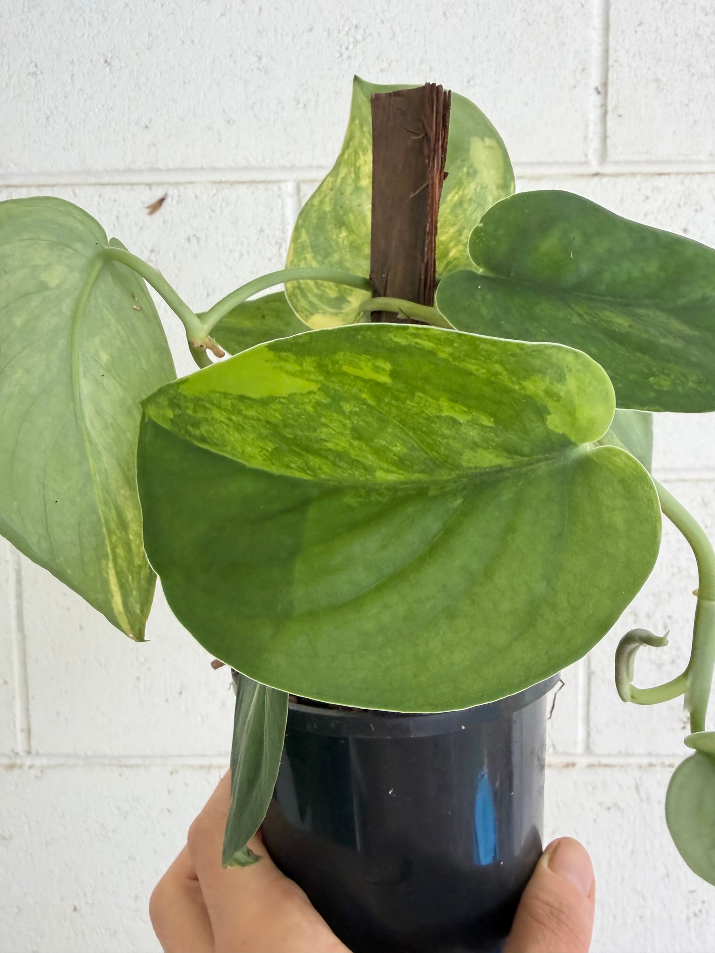Scindapsus Jade Aurea