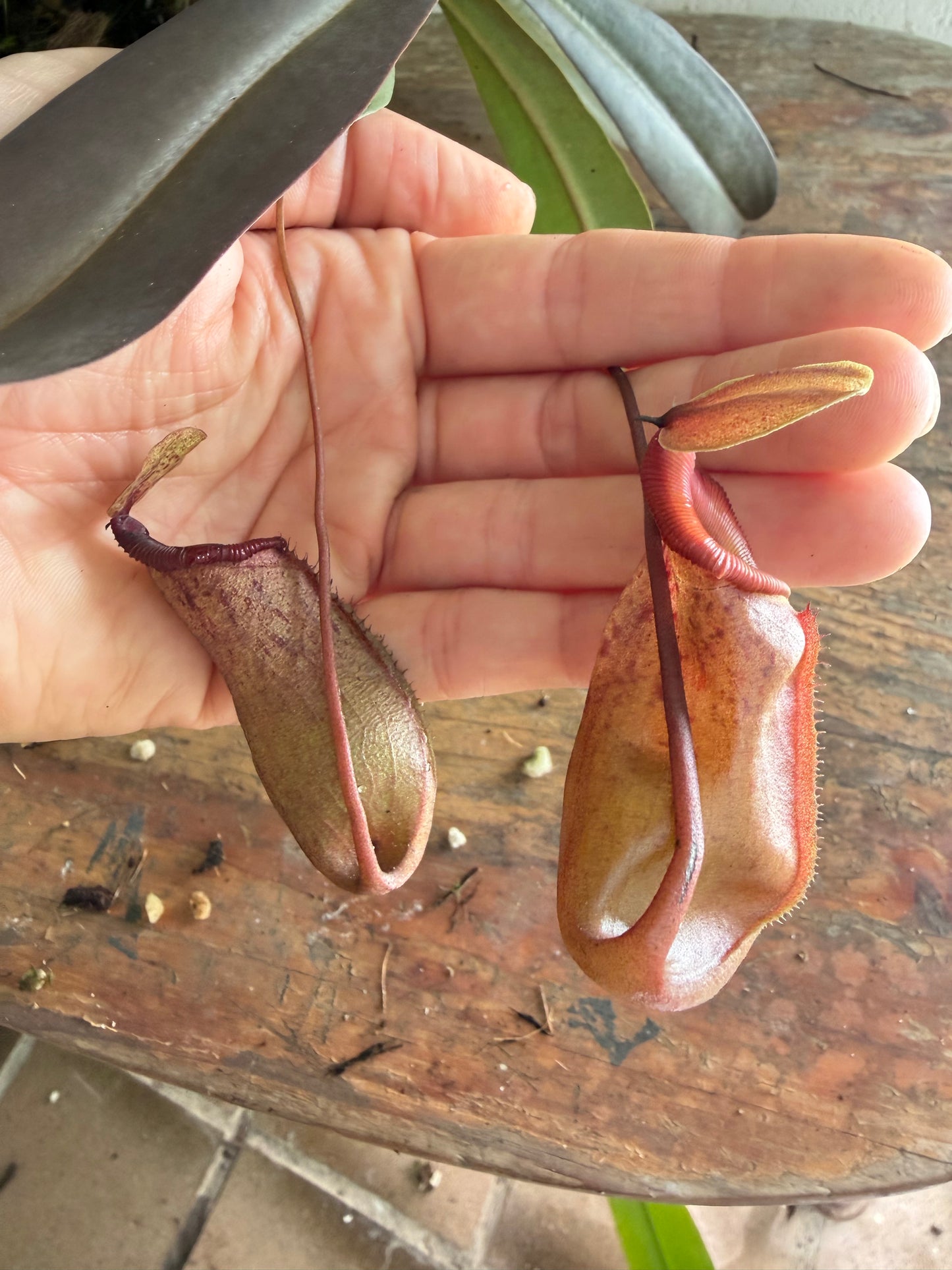 Nepenthes Ventricosa x Ovata