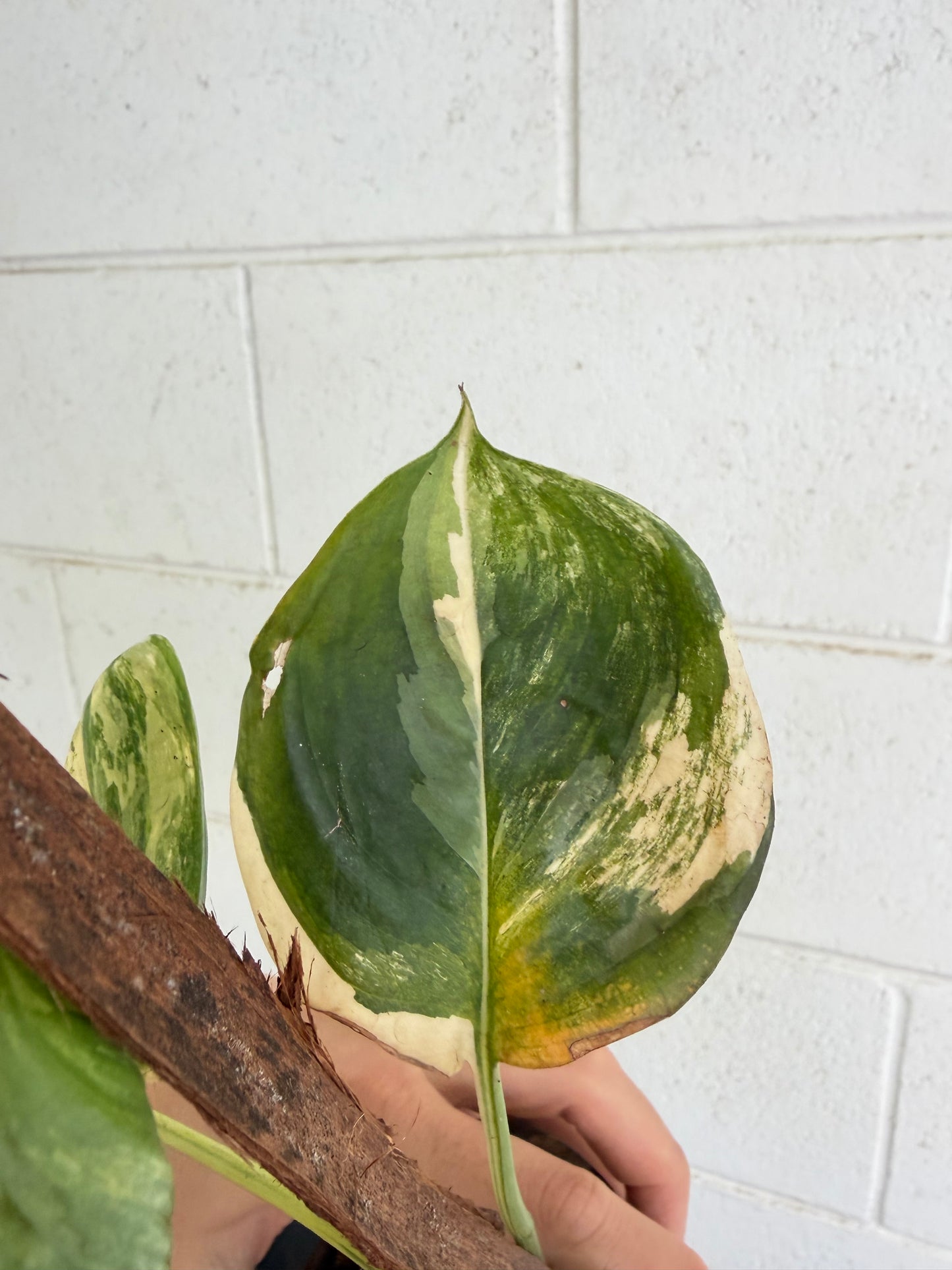 Scindapsus Rubicon variegated