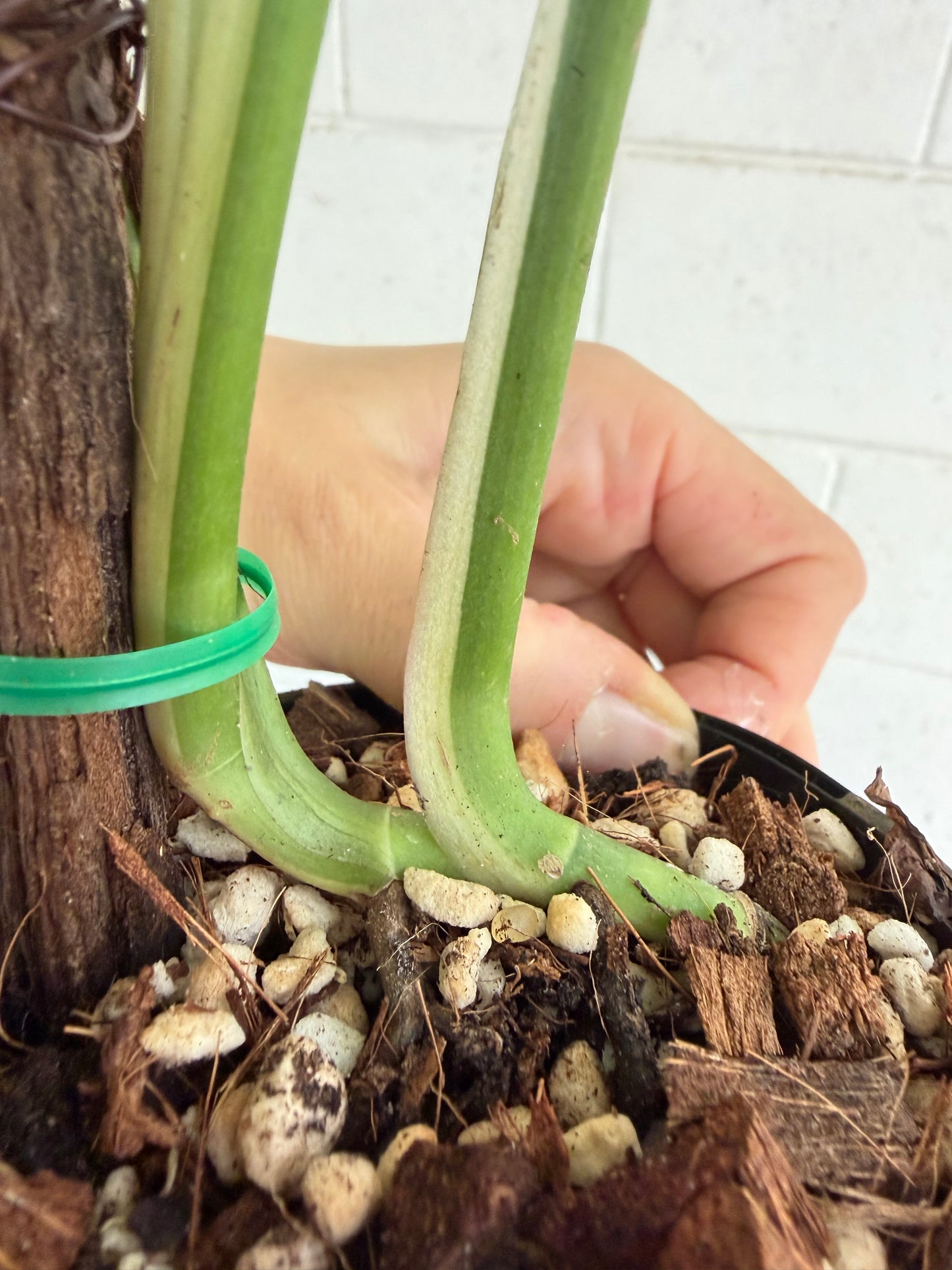 Monstera Adansonii variegated  - Indoor Plants & Rare Houseplant gifts Australia