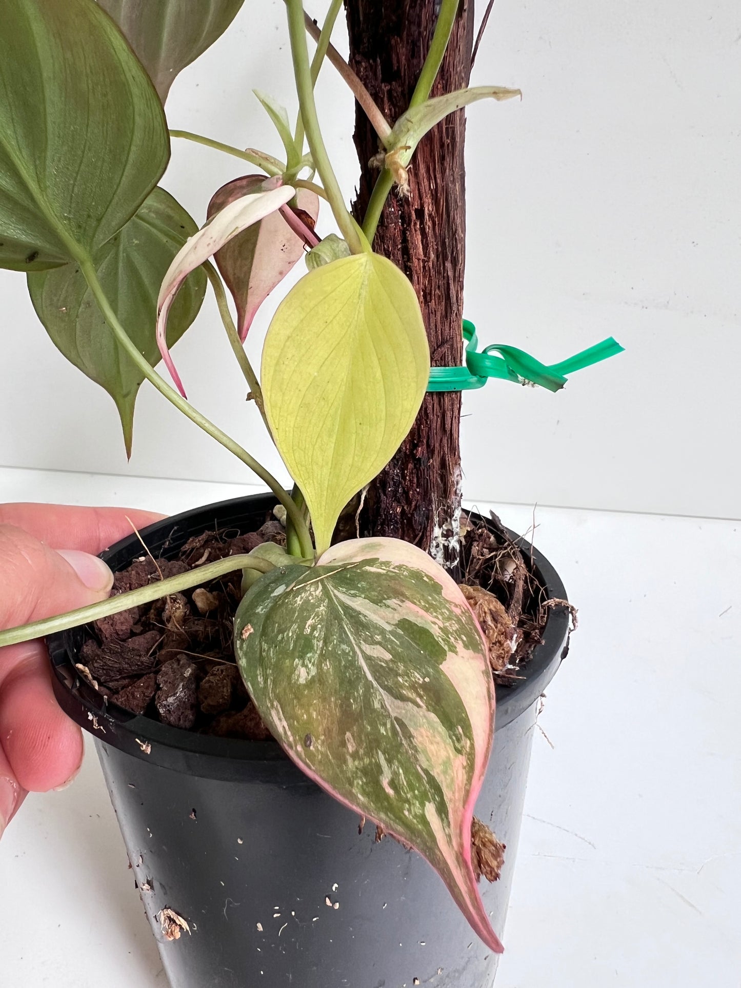 Philodendron Micans, variegated