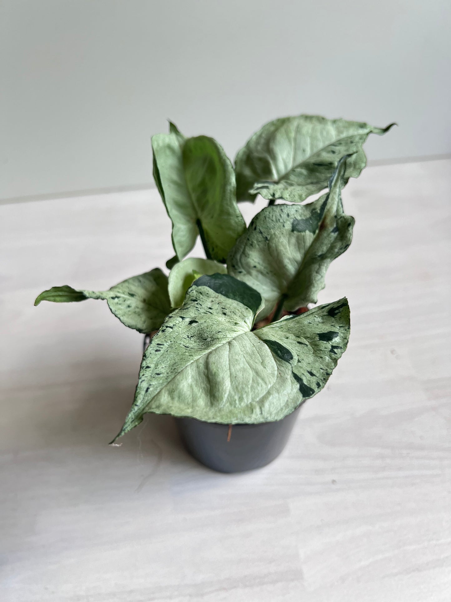 Syngonium Green Splash