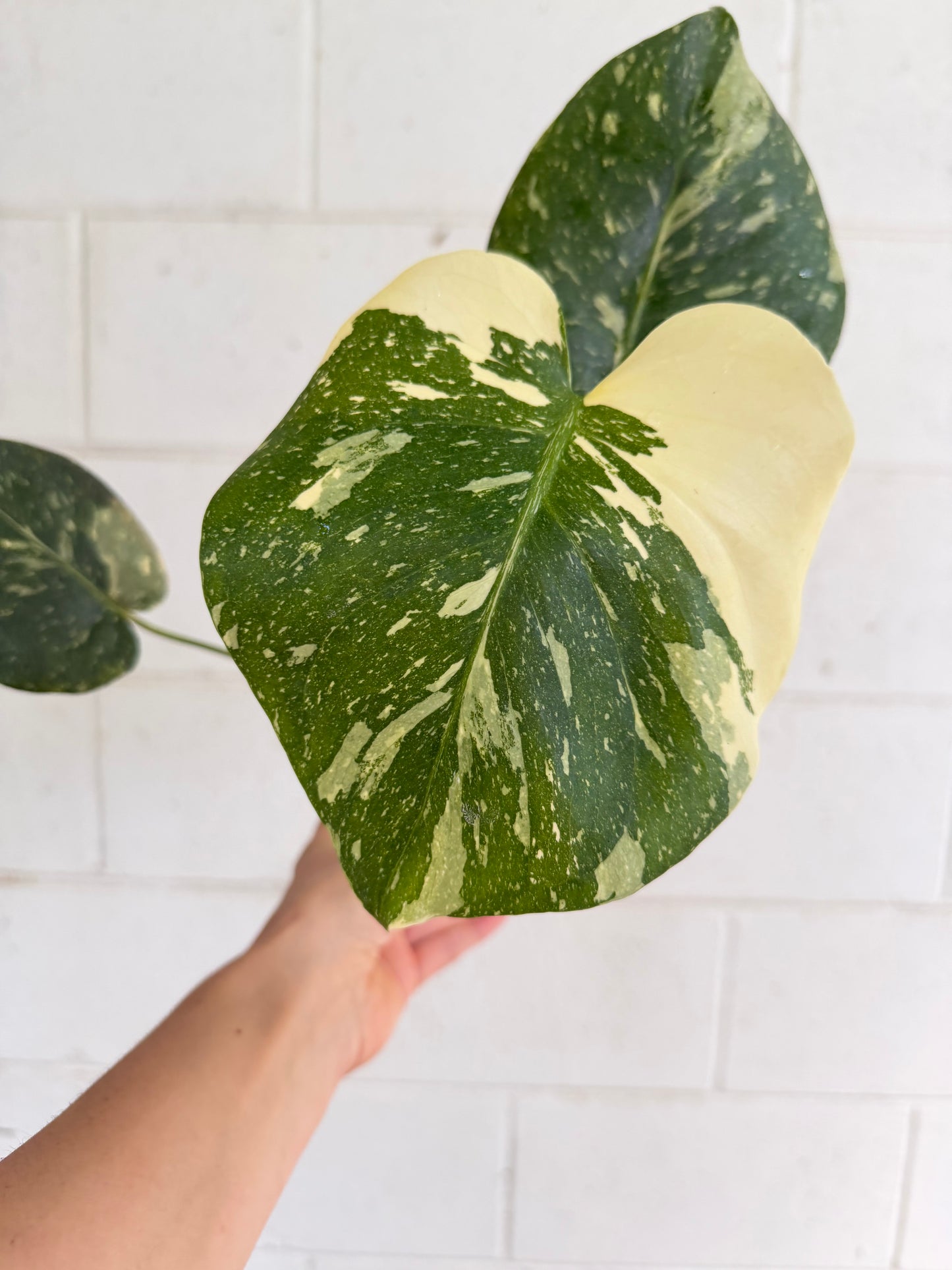 Monstera Thai Constellation