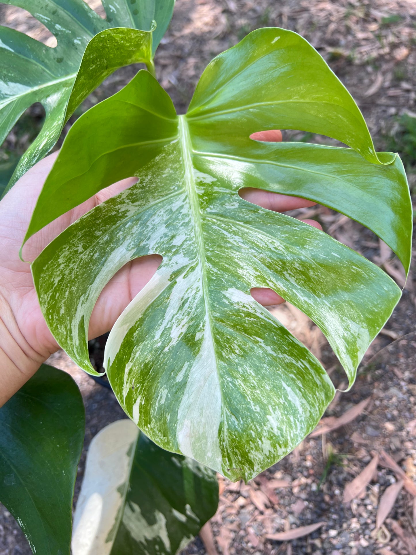 Monstera Borsigiana Albo O