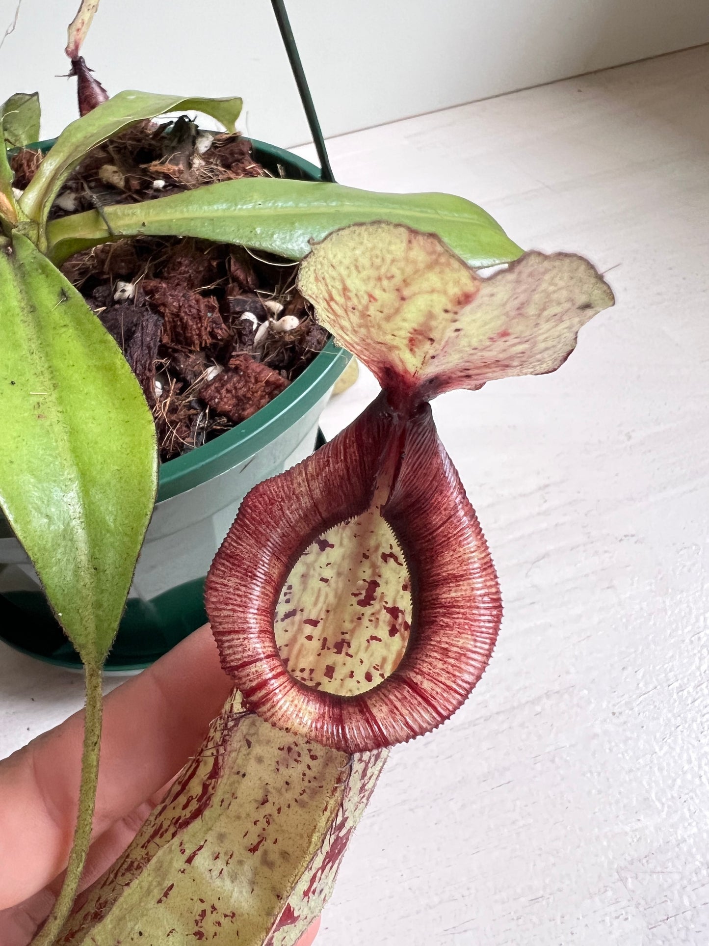 Nepenthes Dyeriana