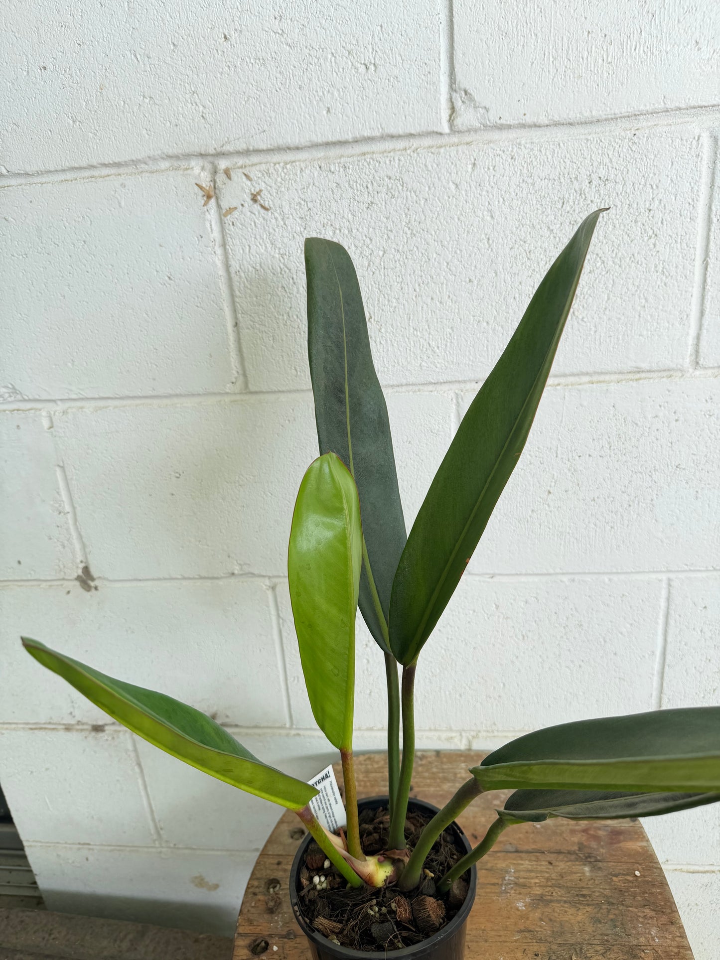 Philodendron Callosum