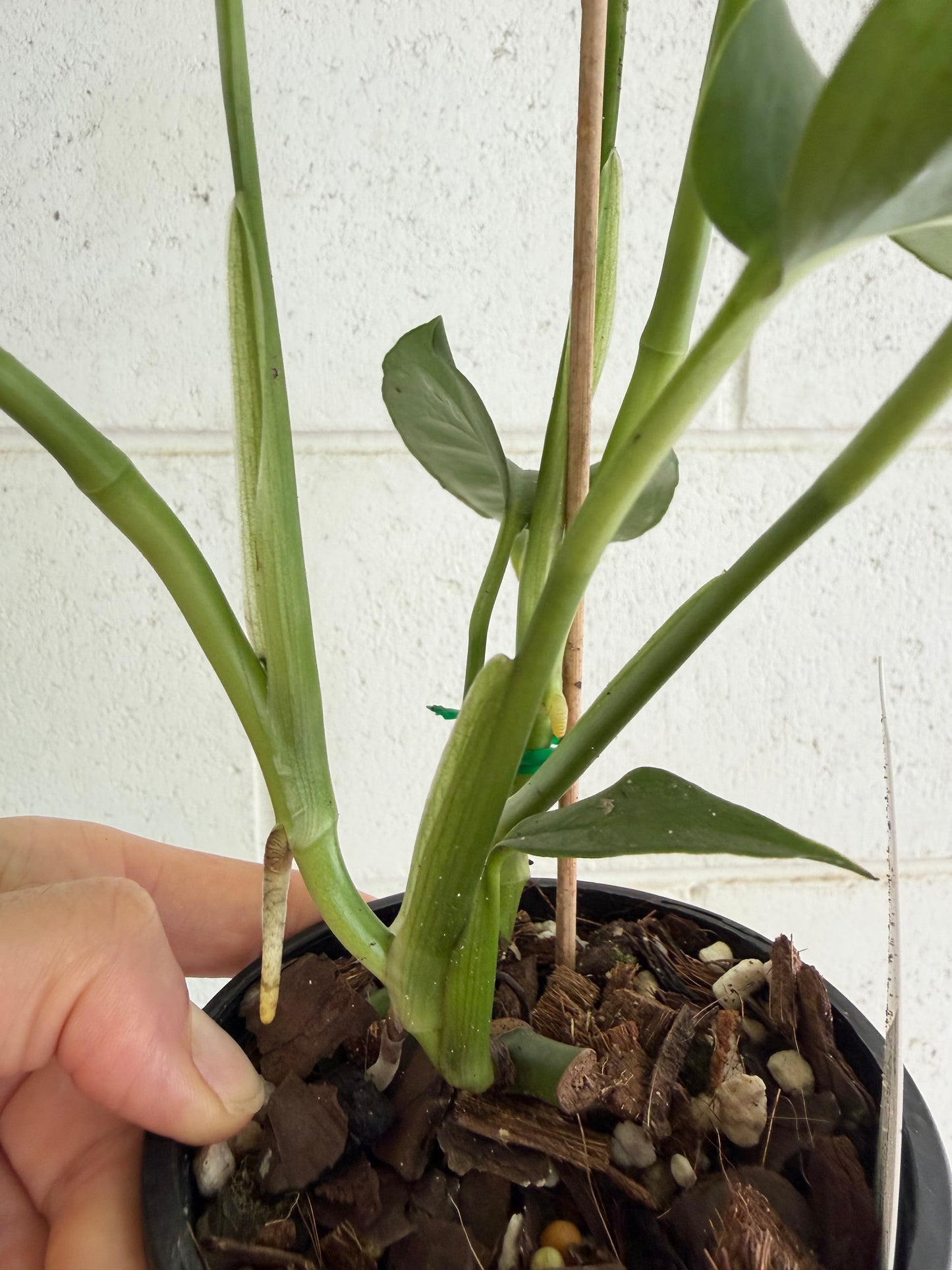 Monstera Uno (the viral hybrid by Odd Spot Plants)