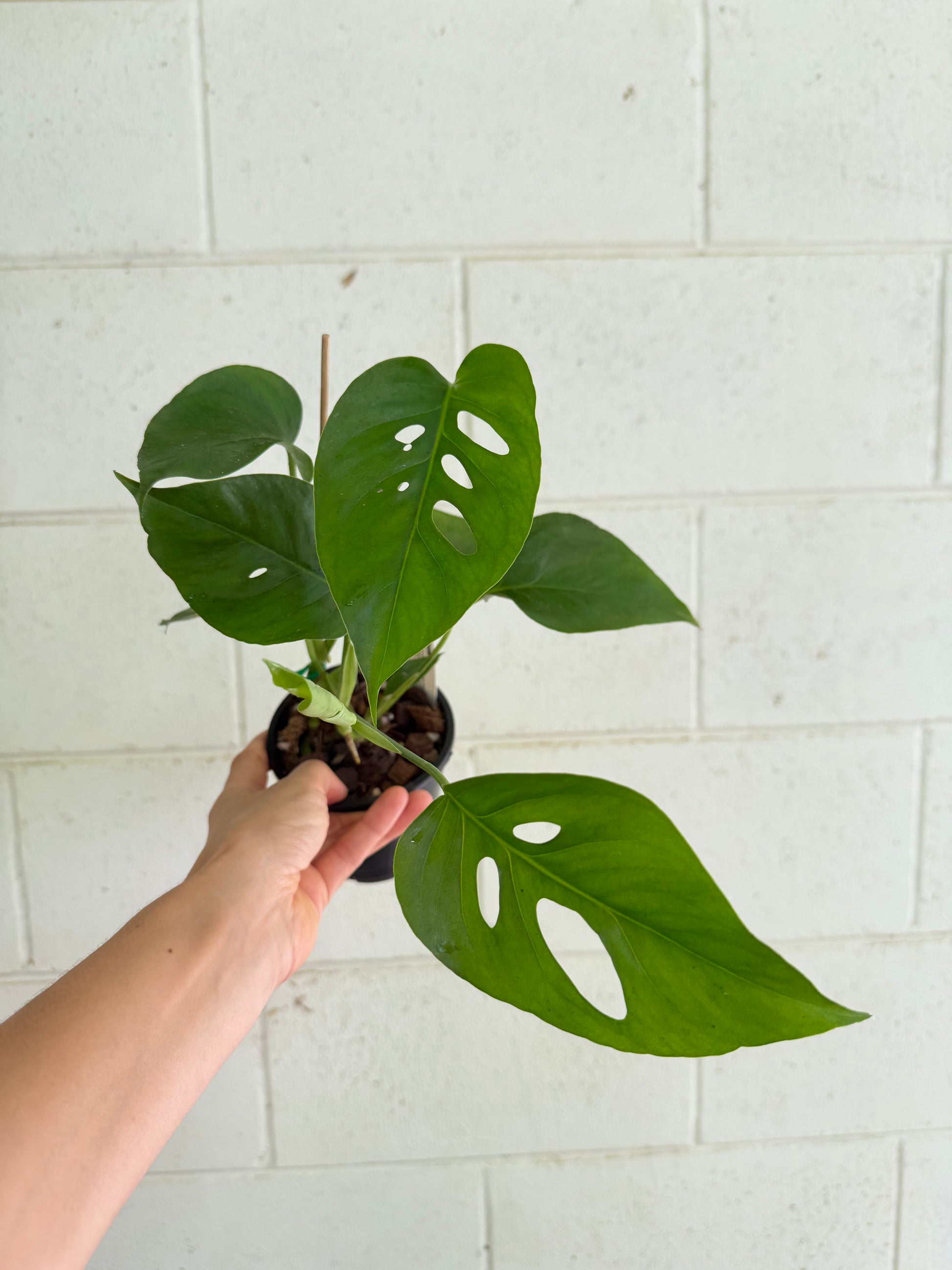 hybrid monstera plant Monstera Uno (the viral hybrid by Odd Spot Plants)