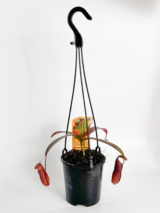 Nepenthes 'Rebecca Soper' (Pitcher Plant 'Rebecca Soper'), 100mm
