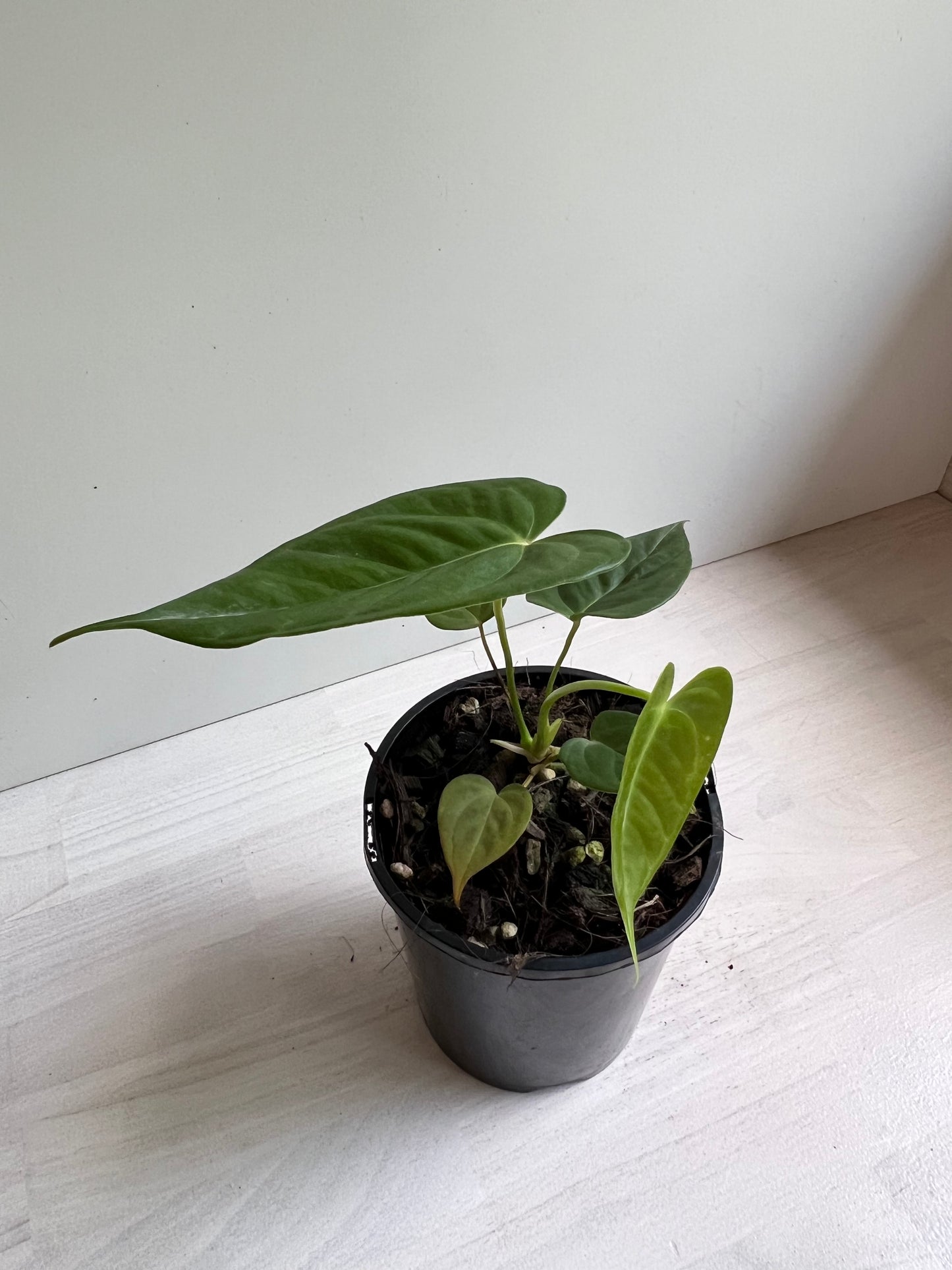 Anthurium Veitchii x Adreanum (white flower)