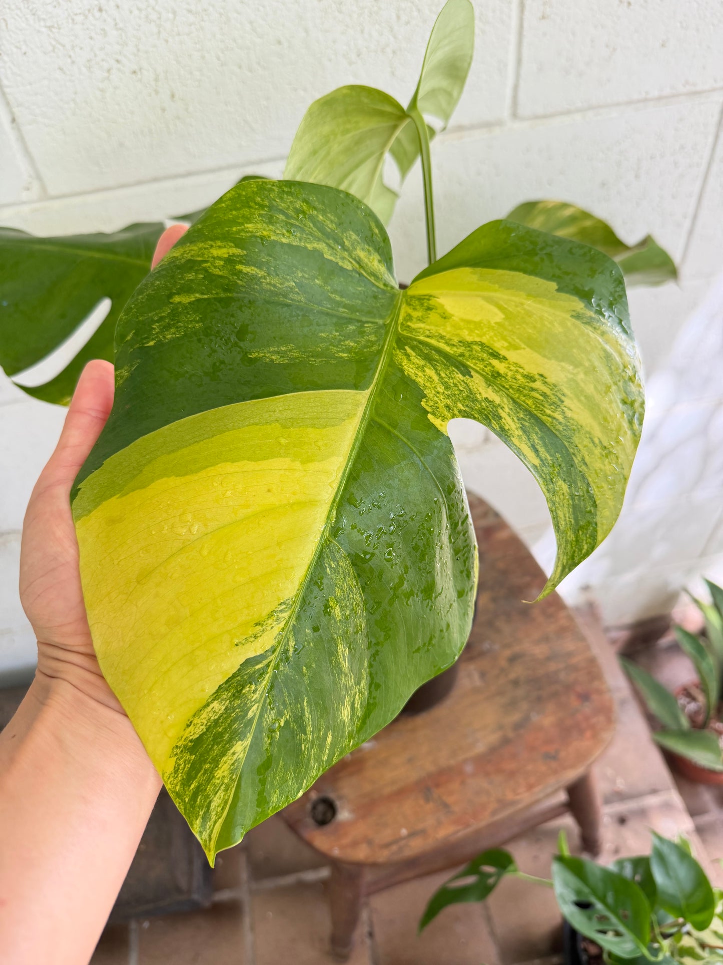 Monstera Borsigiana Aurea Variegated